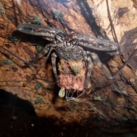 D. diadema babies molting off Mother's back