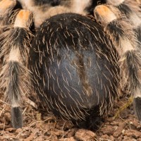 premolt booty