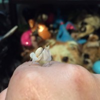 Orchid Mantis