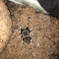 B.smithi juvenile