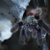 Caribena versicolor Juvenile Male