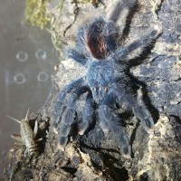 A. Avicularia Lunch Time