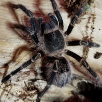 grammostola pulchripes