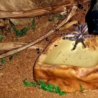 Poecilotheria metallica