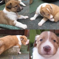 Collie mix puppies, 3 weeks old