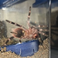 Acanthoscurria geniculata: Ventral Sexing