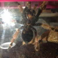 Brachypelma boehmei