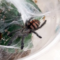 Avicularia sp Colombia sling