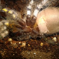 Poecilotheria regalis