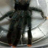 Avicularia avicularia