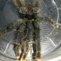 Avicularia avicularia