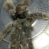 Avicularia avicularia