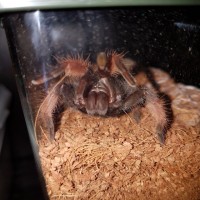 Brachypelma emilia