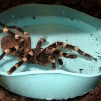 Splish Splash (♂ Acanthoscurria geniculata 3")