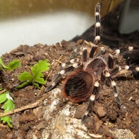 Attempted Murdertank (♂ Acanthoscurria geniculata 3")