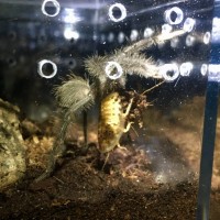 T. stirmi sling