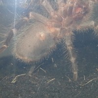 Grammostola Pulchripes