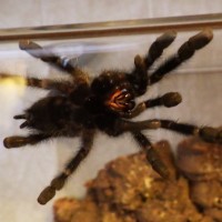 Avicularia avicularia