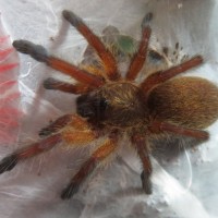 Harpactira pulchripes sling/small juvenile