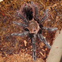 P. platyomma post molt