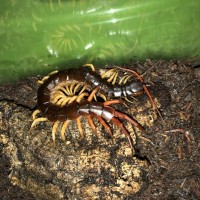 New Scolopendra