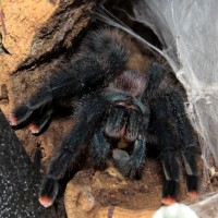 Wormhole (♀ Avicularia avicularia 5")