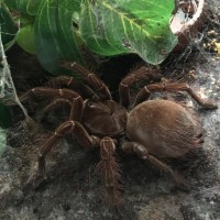 Theraphosa Stirmi