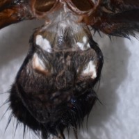 Avicularia geroldi