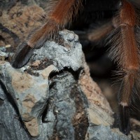 Brachypelma boehmei