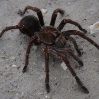 Theraphosa stirmi - Female