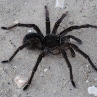 Theraphosa blondi - Mature Male