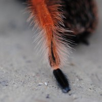 Brachypelma boehmei - Leg IV Metatarsal