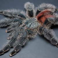 Avicularia variegata