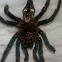 GBB Molt info