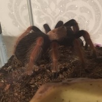 B.Boehmei