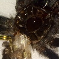 Avicularia molt #2