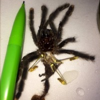 Avicularia molt #3 size