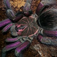 Pamphobeteus sp.machalla