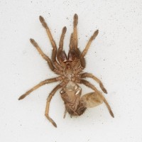 Brachypelma_ventral