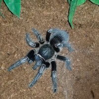 Aphonopelma Seemanni - Phobia