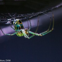 Orchard spider