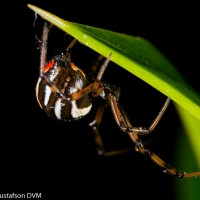 Juvenile Southern Black Widow