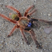 Ephebopus cyanognathus - Female