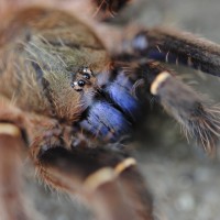 Ephebopus cyanognathus - Female