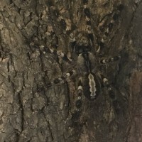 Poecilotheria regalis