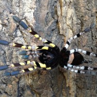 Poecilotheria regalis - Female