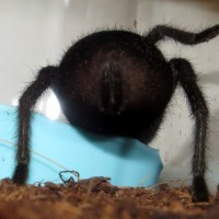 Badonkadonk (♀ Grammostola pulchra 3.5")