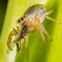 Jumping Spider - Hentzia