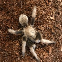 Stumpy, The Five Legged Tarantula