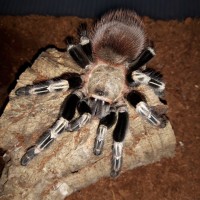 N.chromatus